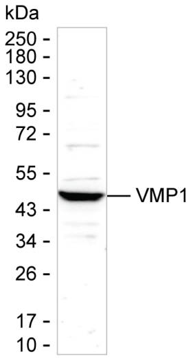 VMP1